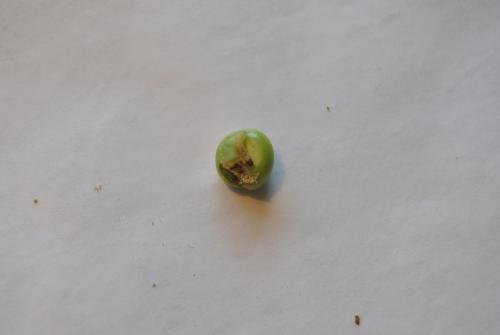 Larva en guisante