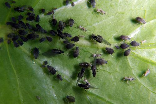 <em>Aphis craccivora</em>