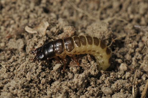 Larva