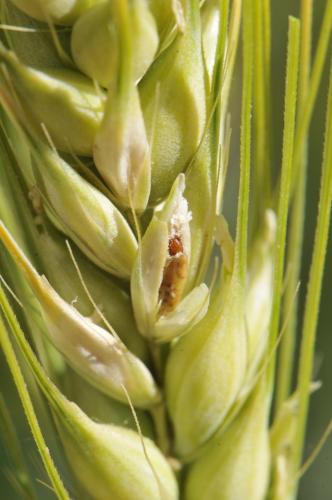 Pupa