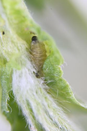 Larva en yema