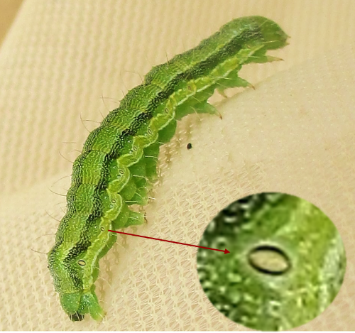 Larva