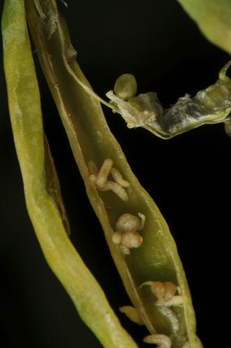 Larvas alimentándose